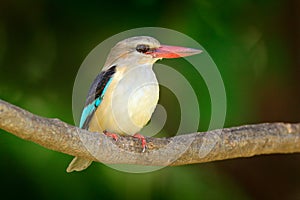 Brown-hooded Kingfisher, Halcyon albiventris, detail of exotic African bird sitting on the branch in the green nature habitat, Cho