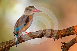 Brown-hooded Kingfisher - Halcyon albiventris red billed bird with brouwn and blue back from Sub-Saharan Africa, living in photo