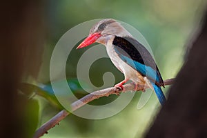 Brown-hooded Kingfisher - Halcyon albiventris red billed bird with brown and blue wings from Sub-Saharan Africa, living in