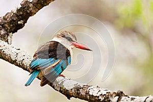 Brown-hooded Kingfisher (Halcyon albiventris) in South Africa