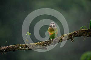 Brown-hooded Parrot,