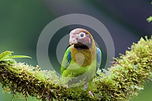 Brown-hooded Parrot  838022
