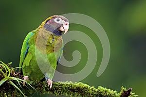 Brown-hooded Parrot  838041