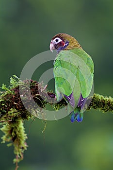 Brown-hooded Parrot  838049