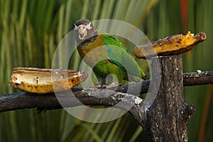 Brown-hooded parrot in Pedacito de Cielo near Boca Tapada in Costa Rica photo