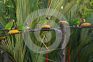 Brown-hooded parrot in Pedacito de Cielo near Boca Tapada in Costa Rica photo