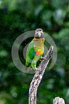 Brown-hooded Parrot, Pionopsitta haematotis,