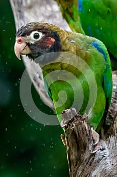 Brown-hooded Parrot, Pionopsitta haematotis,