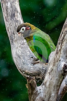 Brown-hooded Parrot, Pionopsitta haematotis,