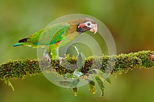 Brown-hooded Parrot, Pionopsitta haematotis, portrait of light green parrot with brown head, Costa Rica. Detail close-up portrait photo