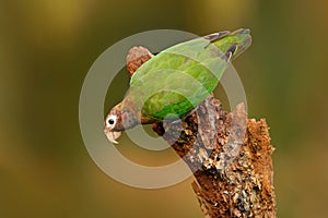 Brown-hooded Parrot, Pionopsitta haematotis, portrait light green parrot with brown head. Detail close-up portrait bird. Bird from