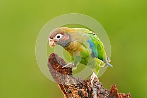 Brown-hooded Parrot, Pionopsitta haematotis, portrait light green parrot with brown head. Detail close-up portrait bird. Bird from