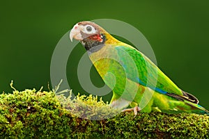 Brown-hooded Parrot, Pionopsitta haematotis, portrait light green parrot with brown head. Detail close-up portrait bird. Bird fro