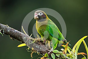 Brown-hooded parrot Pyrilia haematotis