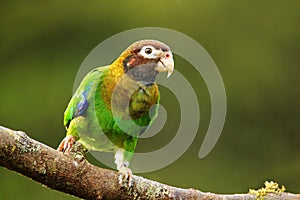 Brown-hooded parrot Pyrilia haematotis