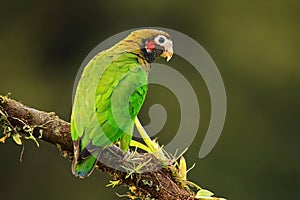 Brown-hooded parrot Pyrilia haematotis