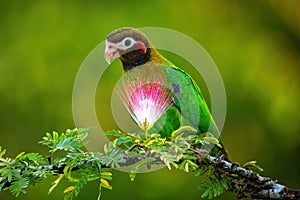 Brown-hooded parrot Pyrilia haematotis