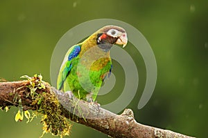 Brown-hooded parrot Pyrilia haematotis