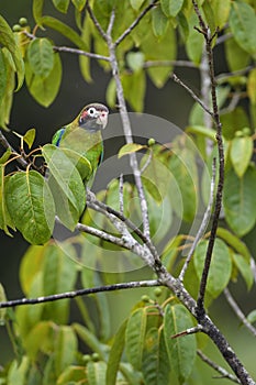 Brown-hooded Parrot - Pyrilia haematotis photo