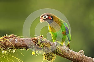 Brown-hooded parrot Pyrilia haematotis