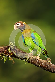 Brown-hooded parrot Pyrilia haematotis photo