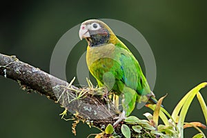 Brown-hooded parrot Pyrilia haematotis sitting on a tree branch