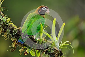 Brown-hooded parrot Pyrilia haematotis sitting on a tree branch photo