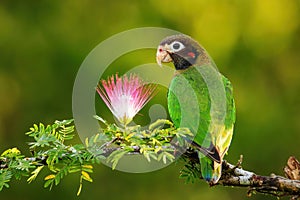 Brown-hooded parrot Pyrilia haematotis sitting on a tree branch photo