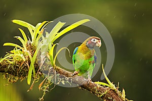 Brown-hooded parrot Pyrilia haematotis photo