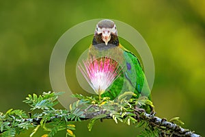Brown-hooded parrot Pyrilia haematotis photo