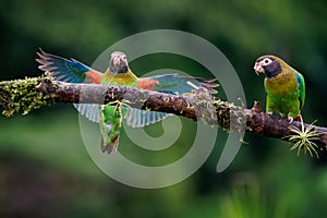 Brown-hooded Parrot - Pyrilia haematotis small flying bird in the heavy tropical rain which is a resident breeding species from
