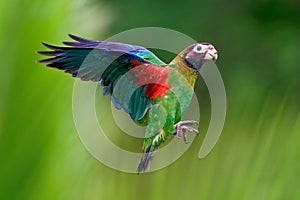 Brown-hooded Parrot - Pyrilia haematotis small flying bird in the heavy tropical rain which is a resident breeding species from