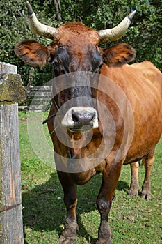 Brown Horned Cattle, Cow, Horns