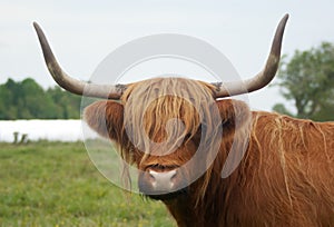 brown horned cow long horns grass photo