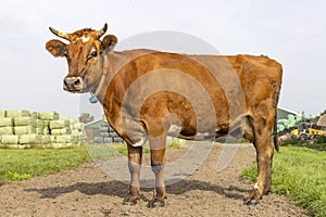 Brown horned cow standing sassy on a farm path, blue sky and green grass