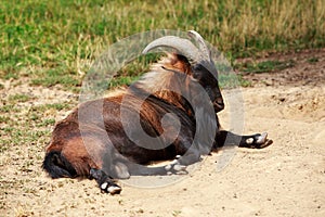 Brown horned goat