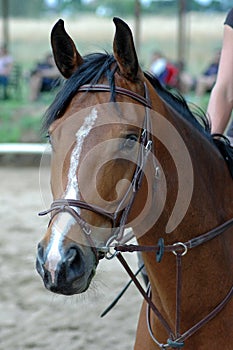 Marrón un caballo 