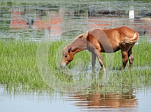 Brown horse