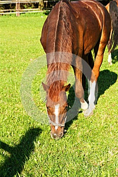 Brown horse