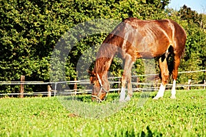 Brown horse