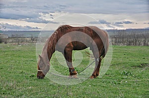 Brown horse