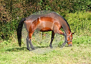 Brown Horse