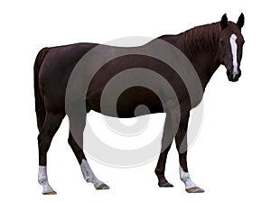 Brown Horse