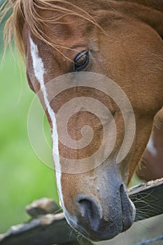 Brown Horse