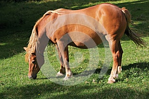 Brown horse