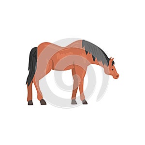 Brown Horse Animal, Side View Vector Illustration