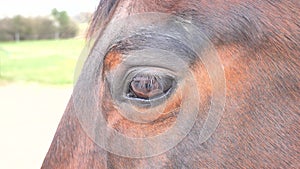 Brown horse approaches with its head, looks closely with dark eye and begins to lick. Horse licking. Experienced old horse