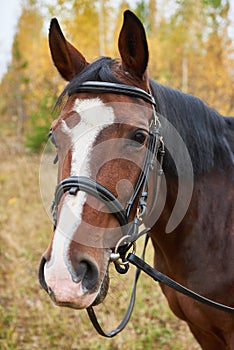 Brown horse on autumn background