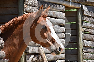 Brown horse aware of spectators