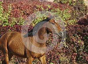 Brown horse on the background of colorful bushes